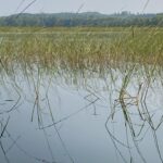 Reflections of wild rice