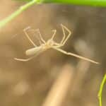Spider from the rice