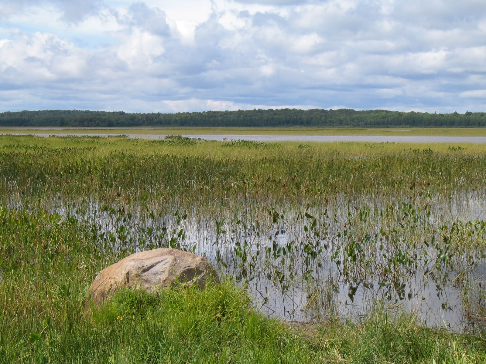 A lake with wild rice growing out from the shore