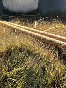 A canoe full of freshly harvested wild rice.